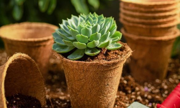 Coir Pots